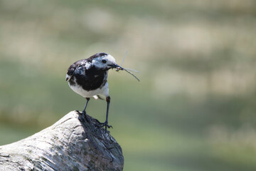 A Pied Wagtail (Motacilla alba yarrellii) holding its prey in its beak.