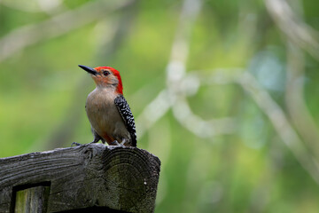 A Red-Bellied Woodpecker (Melanerpes carolinus) perched on a fence.