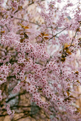 Fototapeta premium Pink flowers bloom on a tree in spring near a city building under natural light