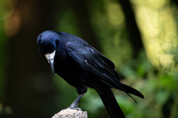 A Rook (Corvus frugilegus) perched on a fence.