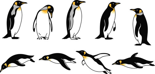 Penguin illustration set, swimming diving standing poses, wildlife vector artwork, Antarctic bird design, nature behavior motif, animal concept © Fenshi