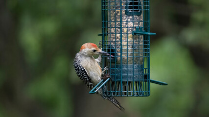 A Red-Bellied Woodpecker (Melanerpes carolinus) visiting a bird feeder.