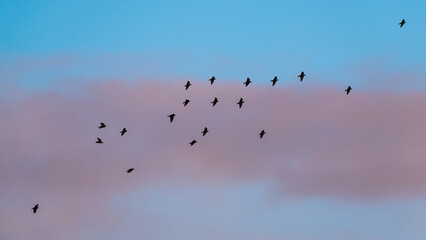 Flock of Starlings in flight at sunset over marshes, Common starling, Sturnus vulgaris