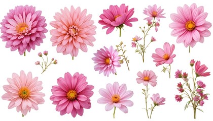 Fototapeta premium Beautiful pink daisy flowers and delicate floral stems arranged in a soft botanical illustration style, featuring blooming petals and natural elegance isolated on a light background