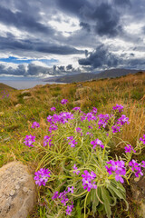 Fototapeta premium Coastal view with wild flowers and ocean, Ponta de Sao Laurenco, Madeira, background or wallpaper