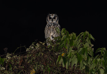 Owl Perched on Lush Green Foliage at Night