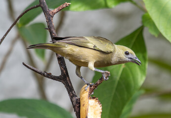 Olive‑Colored tanager Perched on a Branch While Feeding