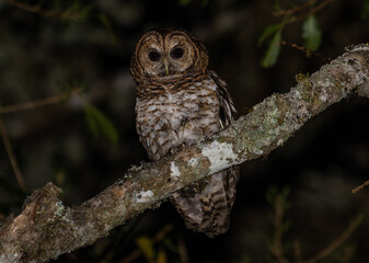 Owl Perched on a Mossy Branch at Night