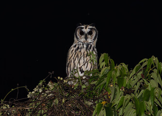 Owl Perched on Dense Green Foliage at Night