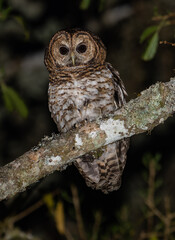 Owl Perched on a Mossy Branch at Night