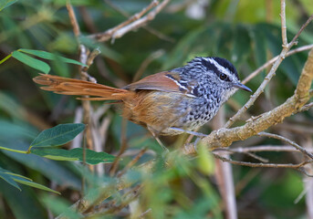 Bird Perched on a Branch in Dense Foliage