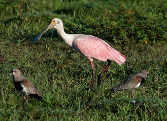 Pink Wading Bird Walking Through Wet Grass