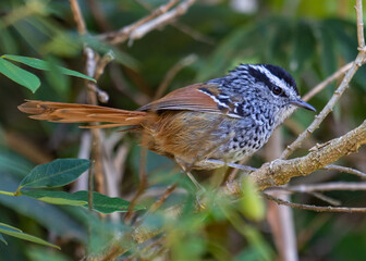 Small Rufous‑Tailed Bird Perched on a Branch in Dense Foliage