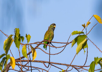 Parrot Perched on Tree Branch Under Clear Blue Sky