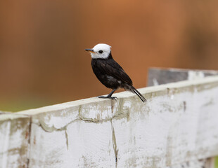 Small Bird Perched on a Weathered Wooden Fence