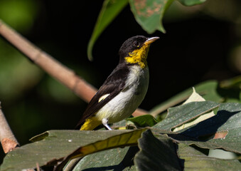 Colorful Bird Resting on Sunlit Tropical Leaves