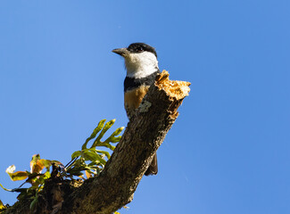 Bird Perched on a Tree Branch Against Clear Blue Sky