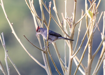 Crested Songbird Perched on Bare Branches