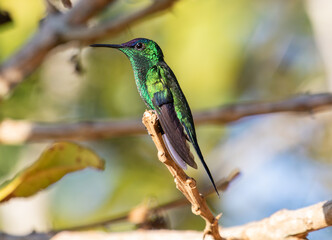 Vibrant Green Hummingbird Perched on Branch