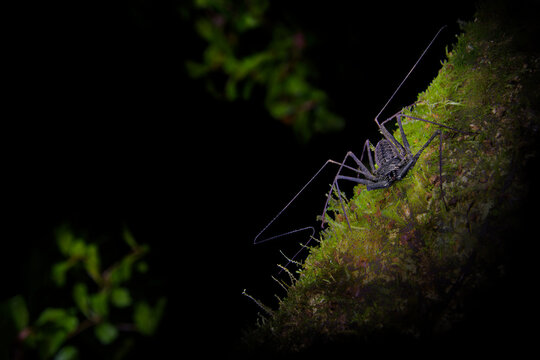 Tailless whip scorpion (Amblypygi) in Costa Rica rainforest, nocturnal arachnid with long antenniform legs on moss covered branch in tropical forest