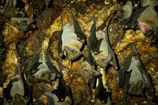 Colony of Lesser dawn bats (Eonycteris spelaea) roosting on cave wall, tropical nectar-feeding fruit bats in limestone cavern ecosystem