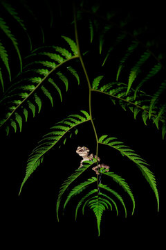 Gargoyle gecko (Rhacodactylus auriculatus) perched on fern leaf at night, New Caledonian arboreal reptile illuminated against black background