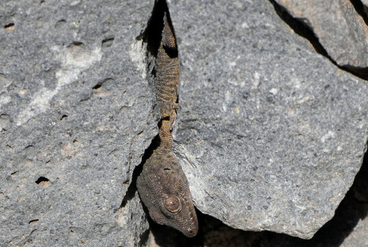 tenerife wall gecko (tarentola delalandii) hiding upside down in a narrow rock crevice.