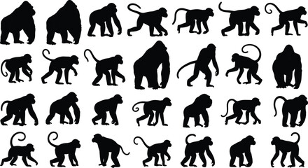 Comprehensive collection of black gorilla and monkey silhouettes in various walking and standing poses, isolated on a white background for vector graphic design. © IconicCreations