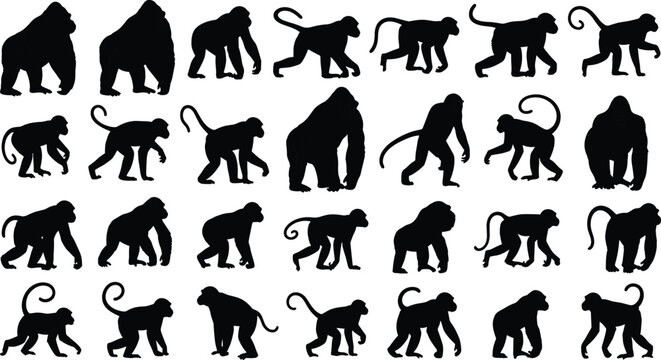 Comprehensive collection of black gorilla and monkey silhouettes in various walking and standing poses, isolated on a white background for vector graphic design.