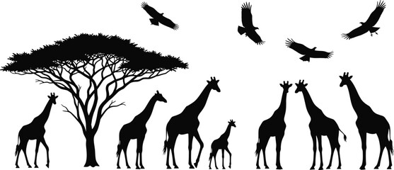 Detailed black silhouettes of a giraffe herd under an acacia tree with soaring vultures, isolated on a white background for savanna vector design.