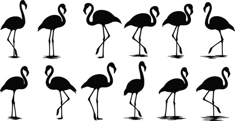 Detailed collection of black flamingo silhouettes in various standing and wading poses, isolated on a white background for tropical nature vector graphic design.