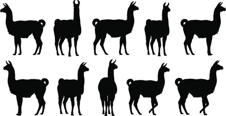 Detailed collection of black llama and alpaca silhouettes in various standing and walking poses, isolated on a white background for vector graphic design. © IconicCreations