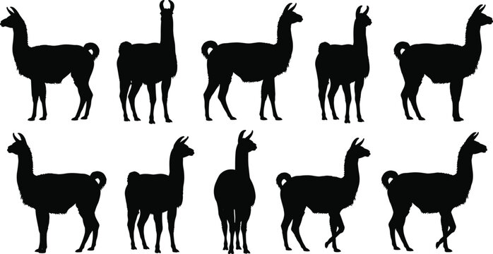 Detailed collection of black llama and alpaca silhouettes in various standing and walking poses, isolated on a white background for vector graphic design.