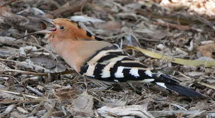 eurasian hoopoe (upupa epops) feeding on a caught mole cricket on the ground. © Flowal93