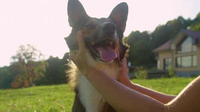 CLOSE UP, LENS FLARE, PORTRAIT: Cheerful mixed breed dog with big ears and tongue out, gently held and cuddled by his affectionate owner. Petting a cute dog in a green country garden in golden light.