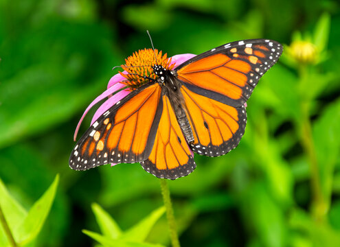 Close up of a male monarch butterfly, Danaus plexippus, with spread wings showing the  pheromone patches on its wings, feeds on a coneflower