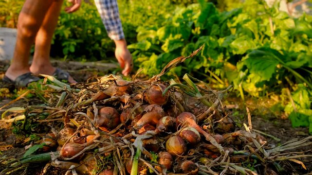 A farmer harvests onions. Selective focus.