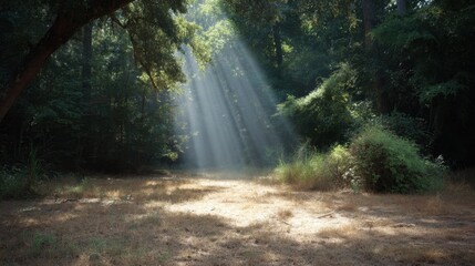 Obraz premium Soft Sunlight Streaming Through Trees in a Tranquil Forest Clearing Surrounded by Lush Greenery and Gentle Shadows in a Serene Nature Setting