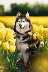 Happy Siberian Husky Wearing a Pink Bandana Sitting in a Blooming Yellow Tulip Field © Kateryna