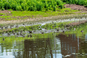 Great Egret Fishing On A Pond Along The Fox River Trail In Wisconsin In Summer