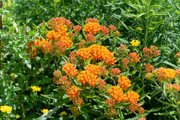 Butterfly Weed Growing Along The Fox River Trail Near De Pere, Wisconsin, In Summer