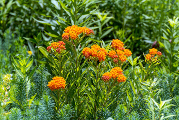 Butterfly Weed Growing Along The Fox River Trail Near De Pere, Wisconsin, In Summer