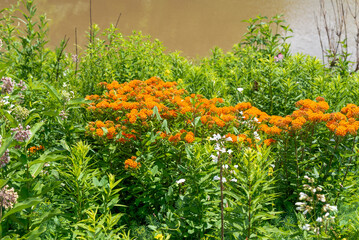 Butterfly Weed Growing Along The Fox River Trail Near De Pere, Wisconsin, In Summer