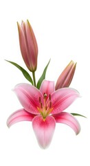 Fototapeta premium pink lily on white background