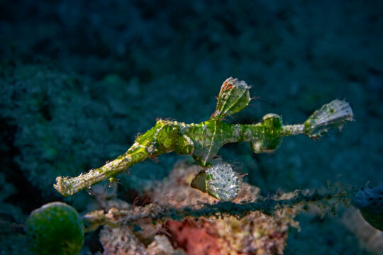 Halimeda Ghostpipefish - Solenostomus halimeda - Halimeda Geisterpfeifenfisch