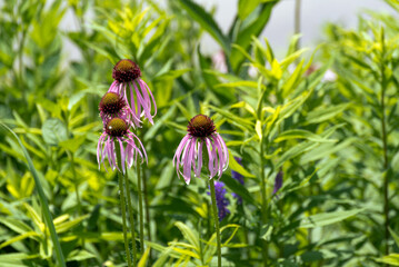 Pink Coneflowers Growing Along The Fox River Trail Near De Pere, Wisconsin, In Summer