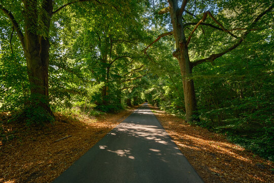 Zwischen Gransee und Meseberg verlaufen der "K&ouml;nigin-Luise-Radweg" und der "Fontane.Rad-Radweg" durch ein idyllisches Waldst&uuml;ck