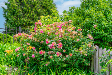 Red Rosa Rugosa Flowers Growing In The Garden In Summer In Wisconsin