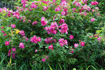 Red Rosa Rugosa Flowers Growing In The Garden In Summer In Wisconsin