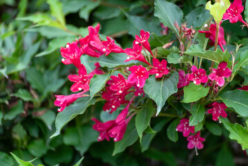 Red Weigela Floribunda Flowers Growing In The Garden In Summer In Wisconsin